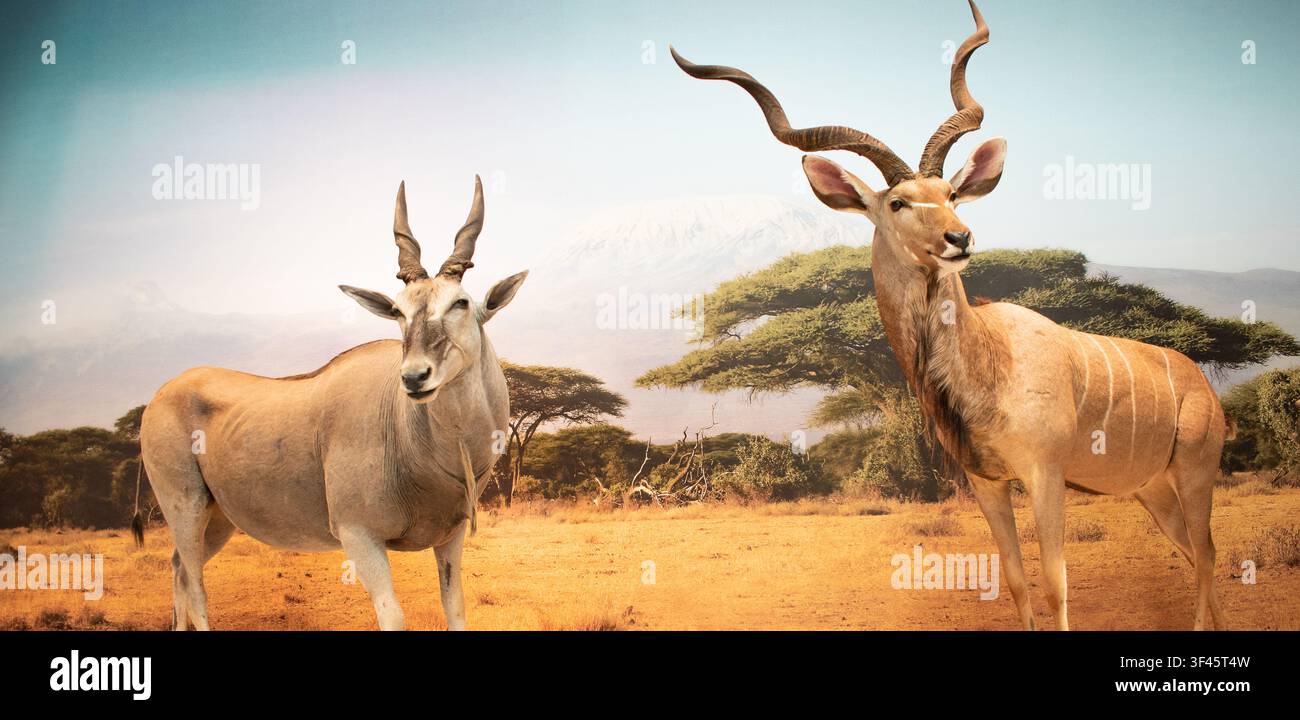 Opera d'arte a doppia esposizione con antilope kudu maggiore e un paesaggio di savana africana.Ideale per progetti ambientali, di viaggio e a tema fauna selvatica Foto Stock