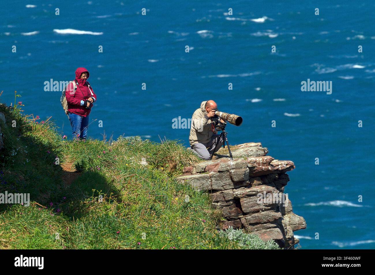 Francia, Bretagna, Cap Fréhel. La colonia di uccelli marini è uno dei migliori siti per la fotografia naturalistica in Bretagna. Foto Stock