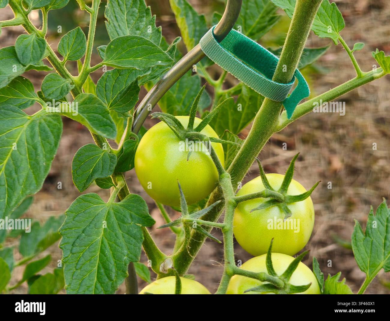 Pomodori verdi non maturi che crescono su una vite legata a un supporto in un giardino - Immagine stock catturata con smartphone