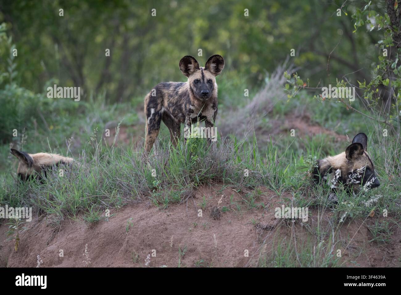 Canide selvatico, Lycaon pictus, Gruppo. Un cane adulto in piedi all'erta su un cumulo di terra mentre altri due riposano nelle vicinanze sull'erba. Foto Stock