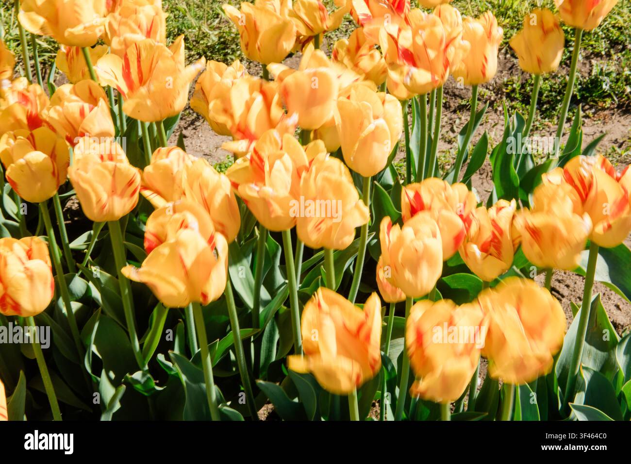 Tulipi gialli sfocati che ondeggiano in un giardino primaverile Foto Stock