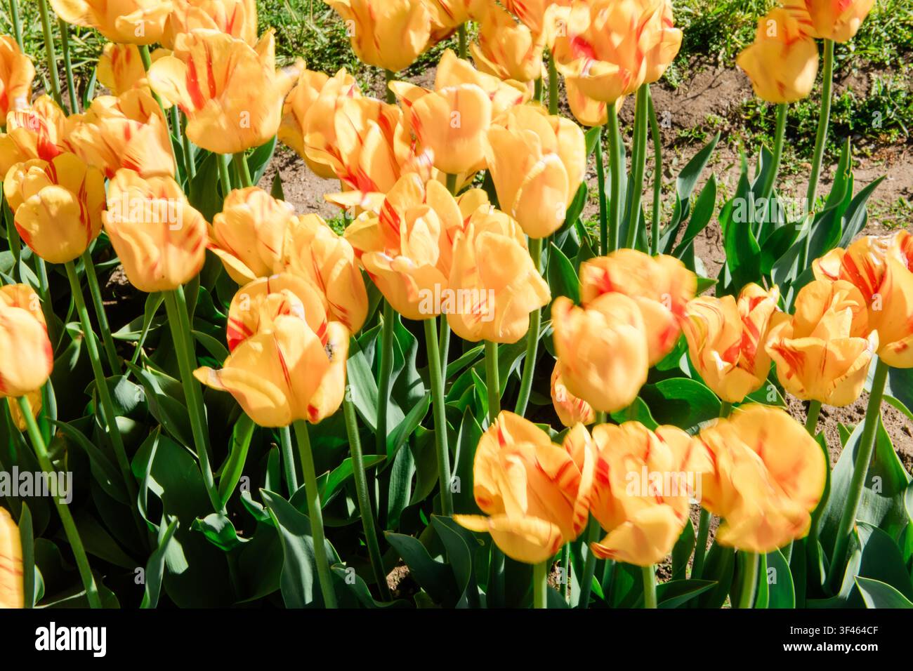 Tulipi gialli che ondeggiano nella brezza Foto Stock
