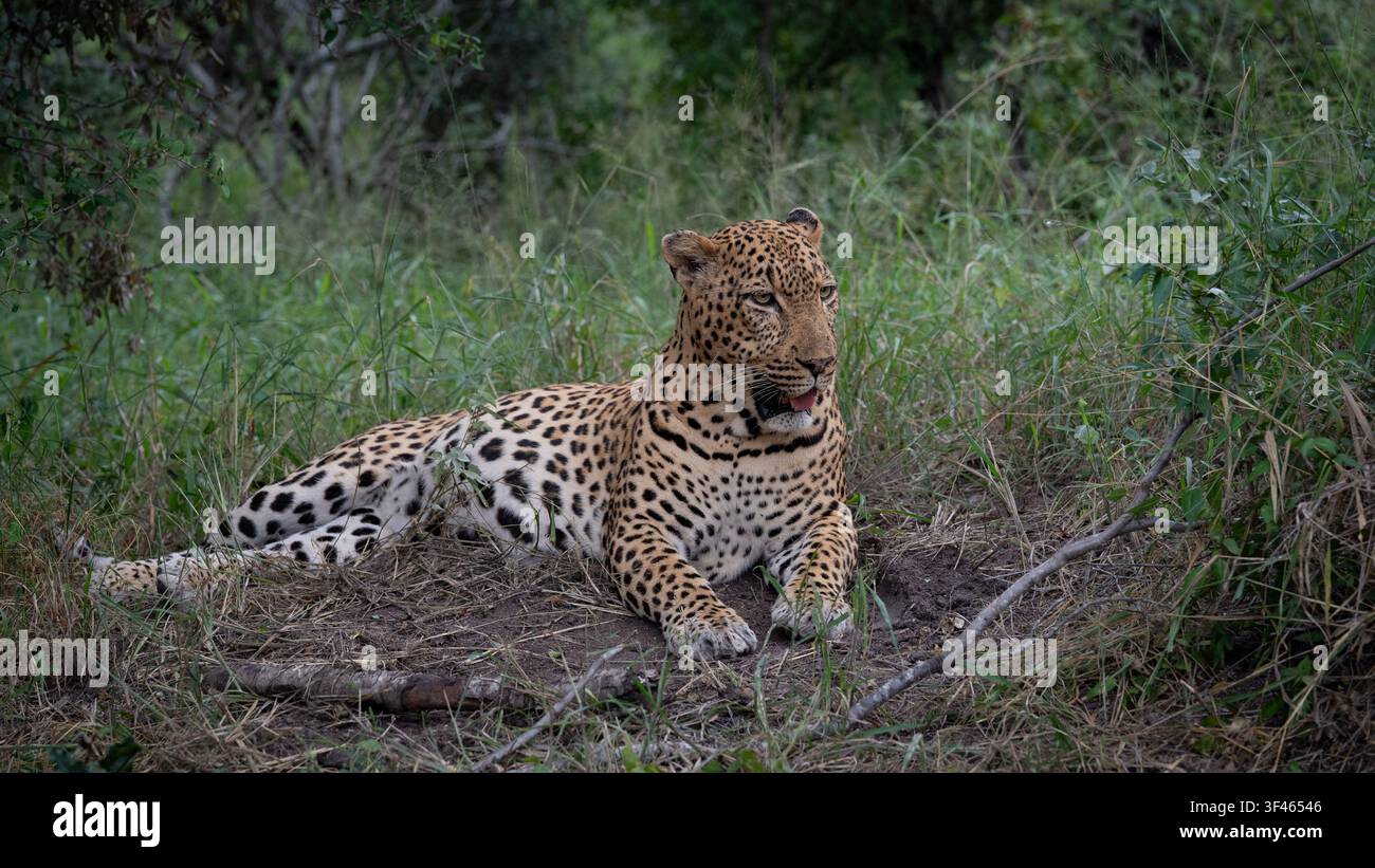 Leopardo, Panthera pardus, Leopardo maschio che riposa vigile nell'erba con una fitta vegetazione verde sullo sfondo Foto Stock