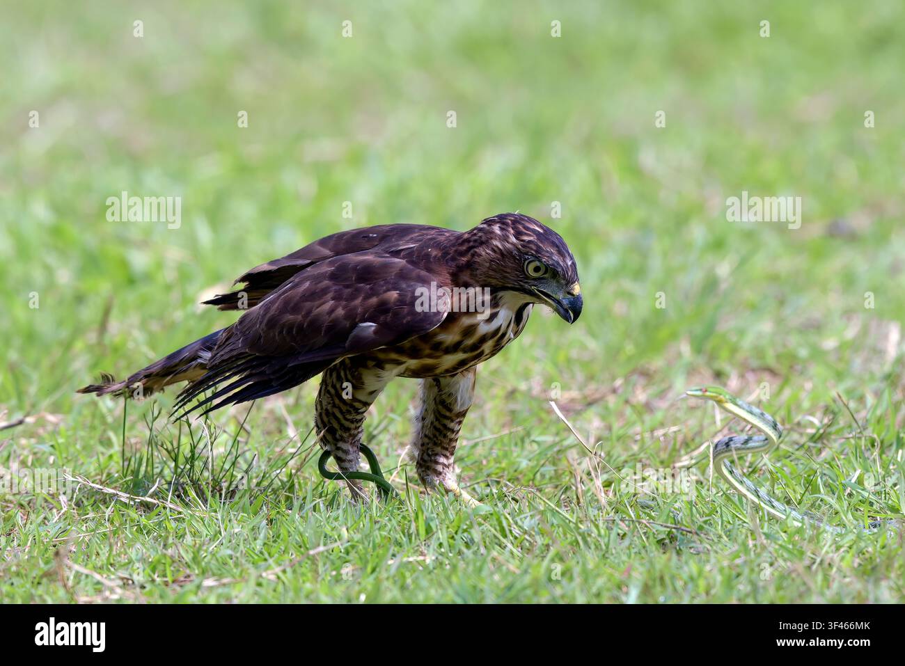 Un aquila crestata sta cercando di paralizzare la sua preda Foto Stock