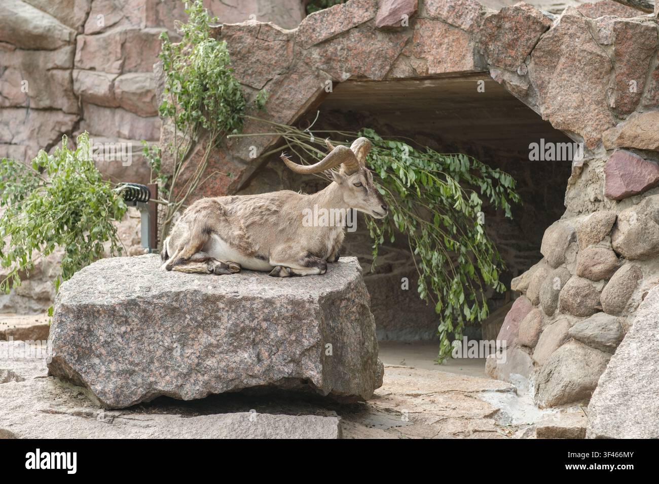 Capra di montagna che riposa su un grande masso vicino all'ingresso di una grotta circondato da pietra naturale e vegetazione in un habitat della fauna selvatica Foto Stock