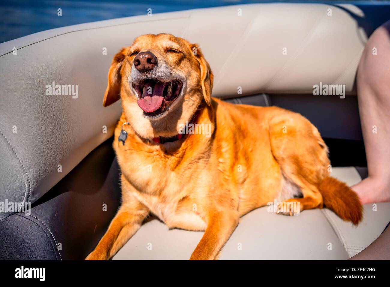 Cane ansimante felice che si gode il sole su una barca Foto Stock
