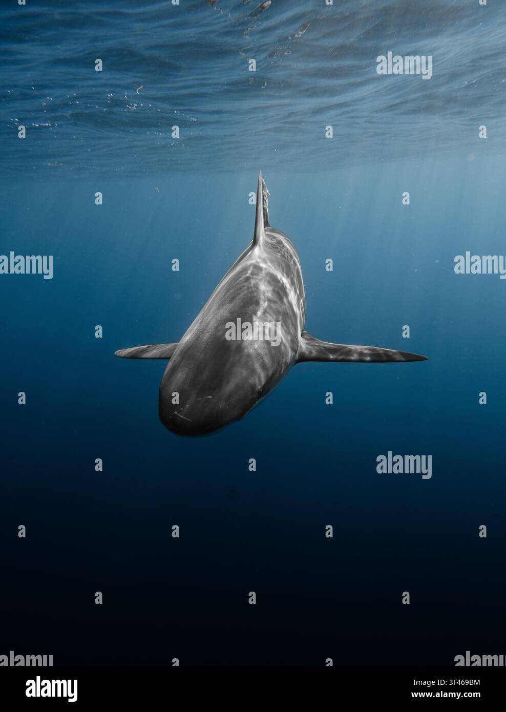 Primo piano di uno squalo delle Galápagos Foto Stock