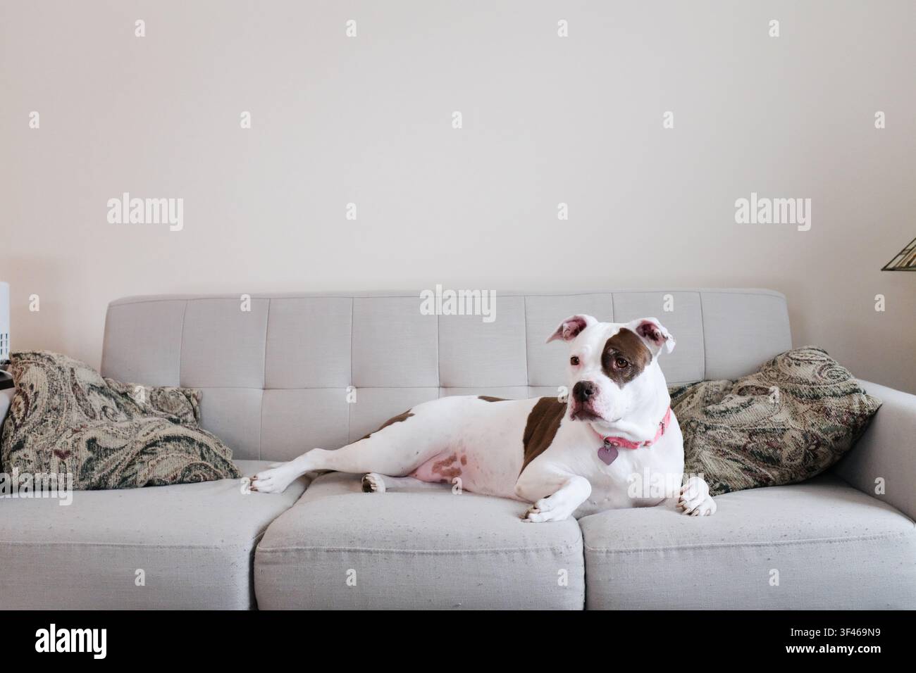 Un cane incrociato Pitbull che si rilassa su un divano Foto Stock