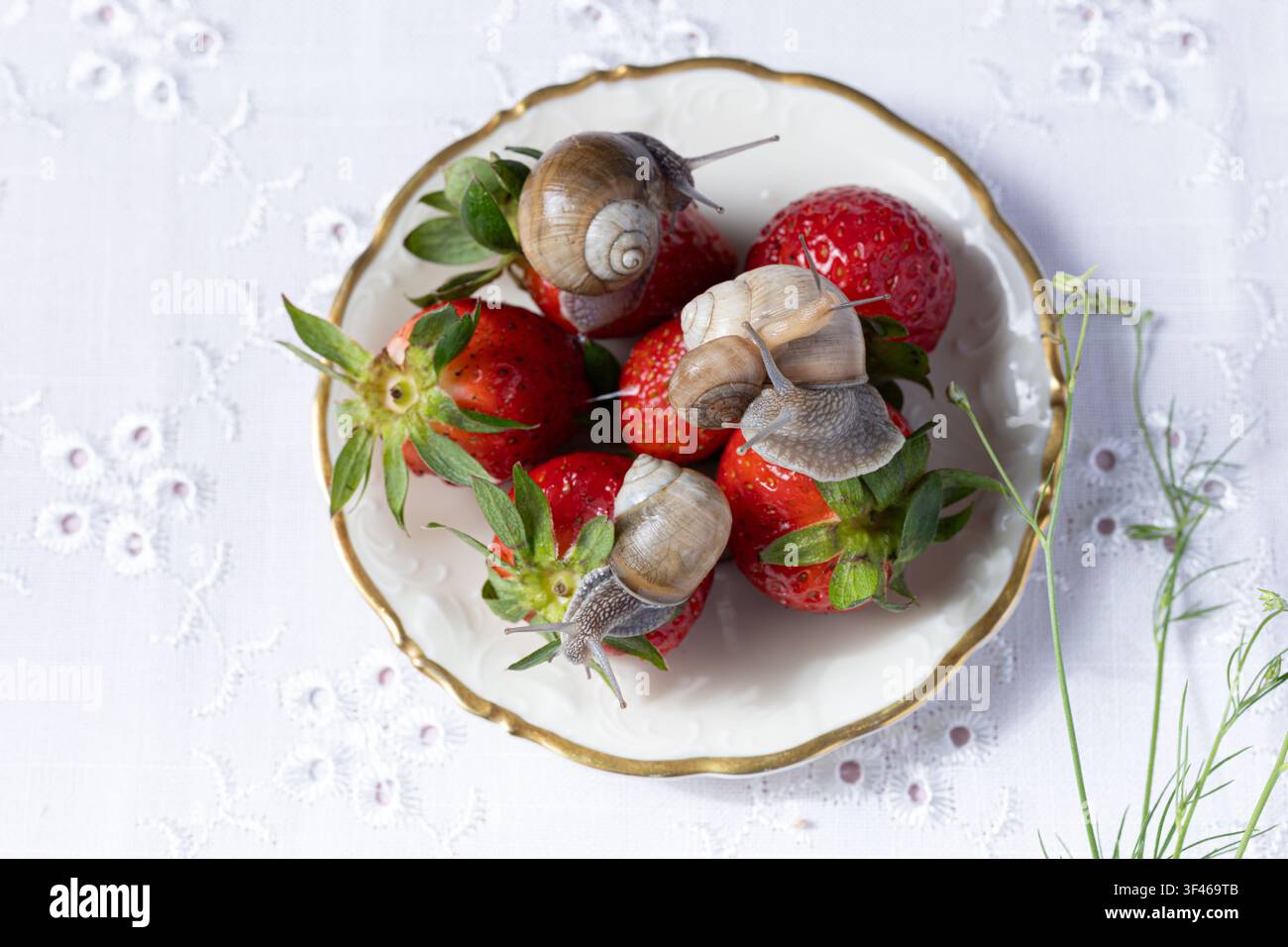 Lumache da giardino che strisciano su un piatto di fragole fresche Foto Stock