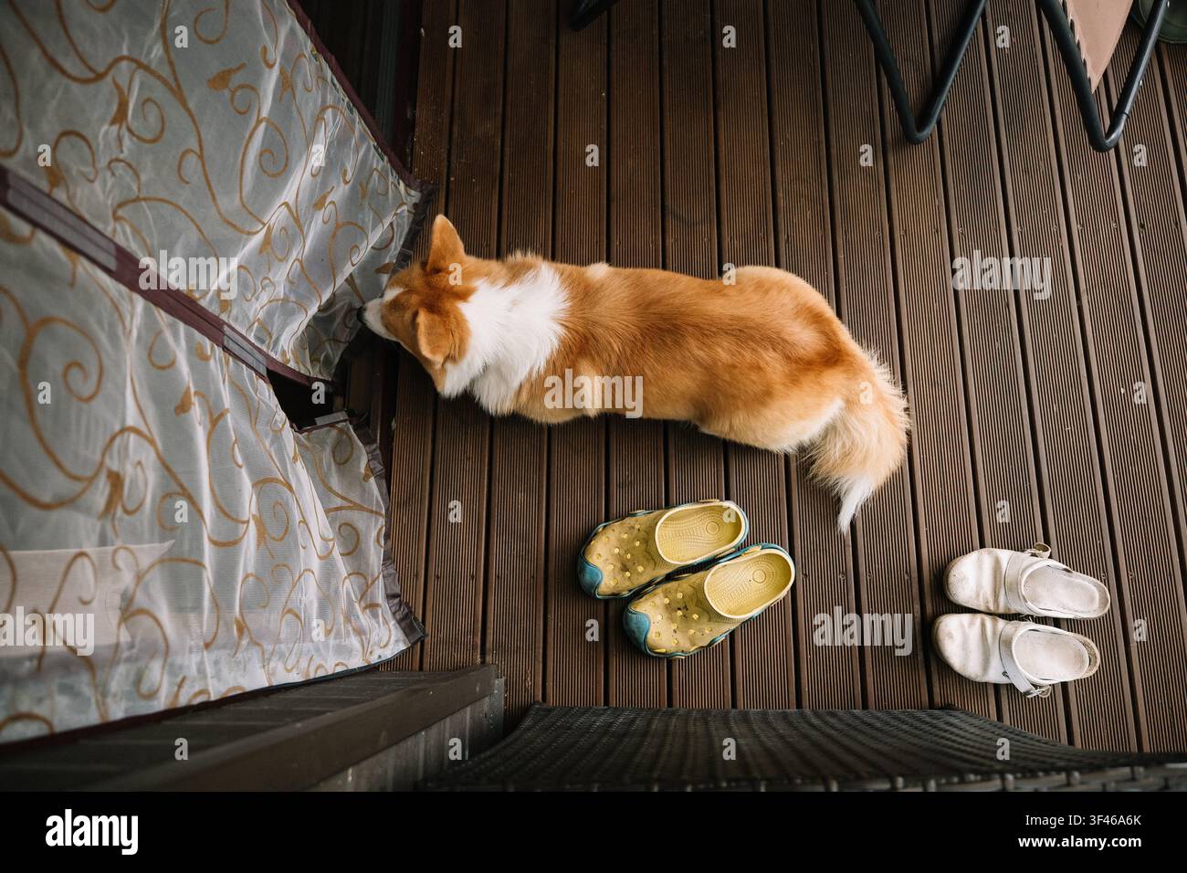 Corgi che esplora il balcone vicino a calzature colorate e tende trasparenti in una giornata di sole Foto Stock