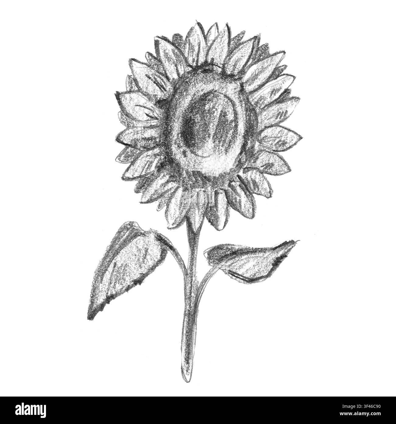 Un girasole rivolto in avanti con due grandi foglie e un lungo gambo. Perfetto per l'arte murale cottagecore, le illustrazioni del giardino estivo e la cucina della fattoria Foto Stock