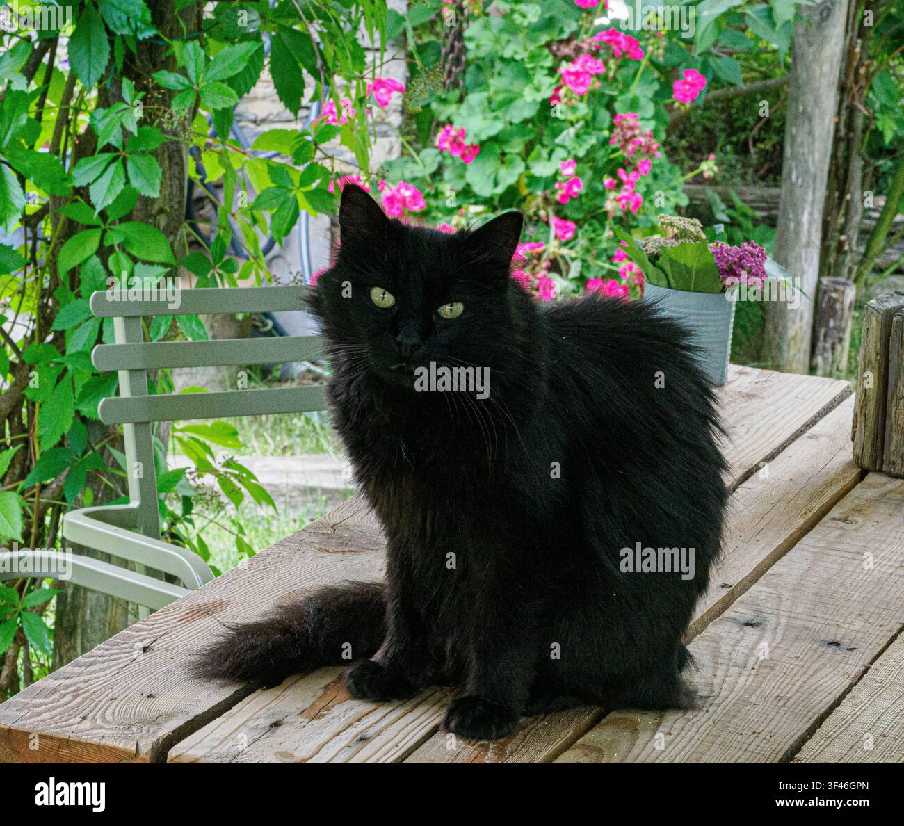 Gatto nero a pelo lungo su un tavolo da giardino nelle Alpi italiane Foto Stock