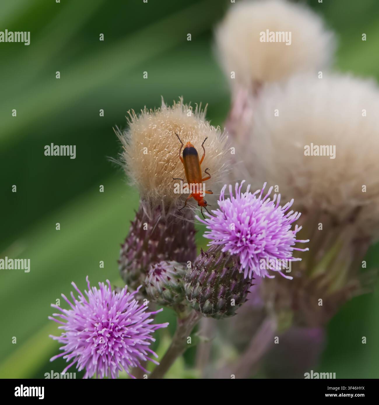 Scarabeo soldato rosso comune (Rhagonycha fulva) su cardo strisciante fiorito e fruttificante (Cirsium arvense), Barton upon Humber, North Lincolnshire, Regno Unito Foto Stock