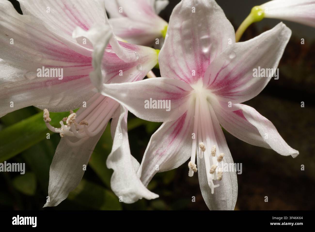 Un macroscatto che cattura la delicata bellezza dei fiori bianchi. Strisce rosa attraversano i petali, creando un contrasto sorprendente. Questi fiori freschi e Foto Stock