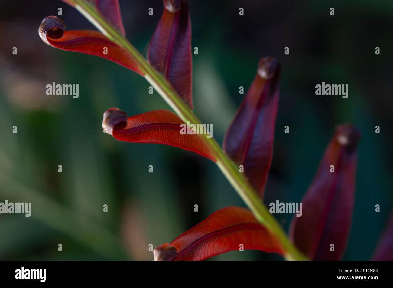 Vista macro di una giovane foglia di felce Blechnum orientale rosso acceso con punte di foglioline arricciate e una distinta venatura centrale. Foto Stock