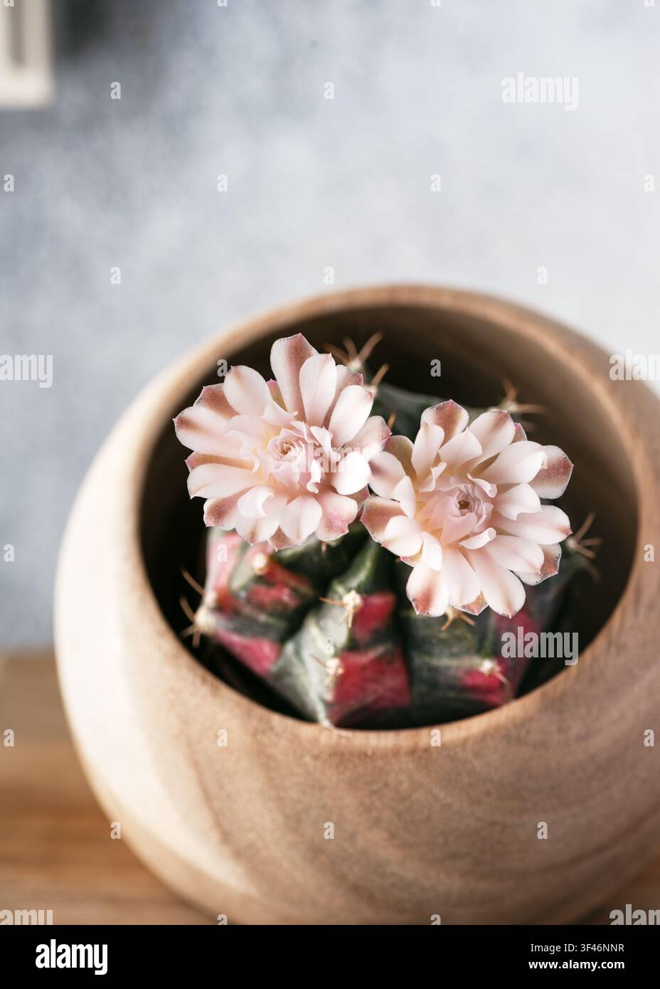 Cacto variegato fiorito (Gymnocalycium mihanovichii) con due fiori rosa delicati. Rarissima pianta succulenta esotica con vivaci motivi rosa e verdi Foto Stock