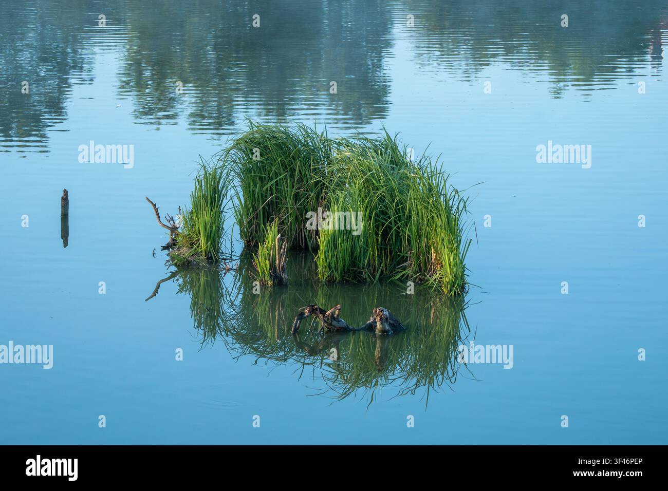 Una piccola isola di alti giunchi verdi si erge da un lago calmo, il suo riflesso si specchia perfettamente sull'acqua immobile. Rami erosi spuntano attraverso la S Foto Stock