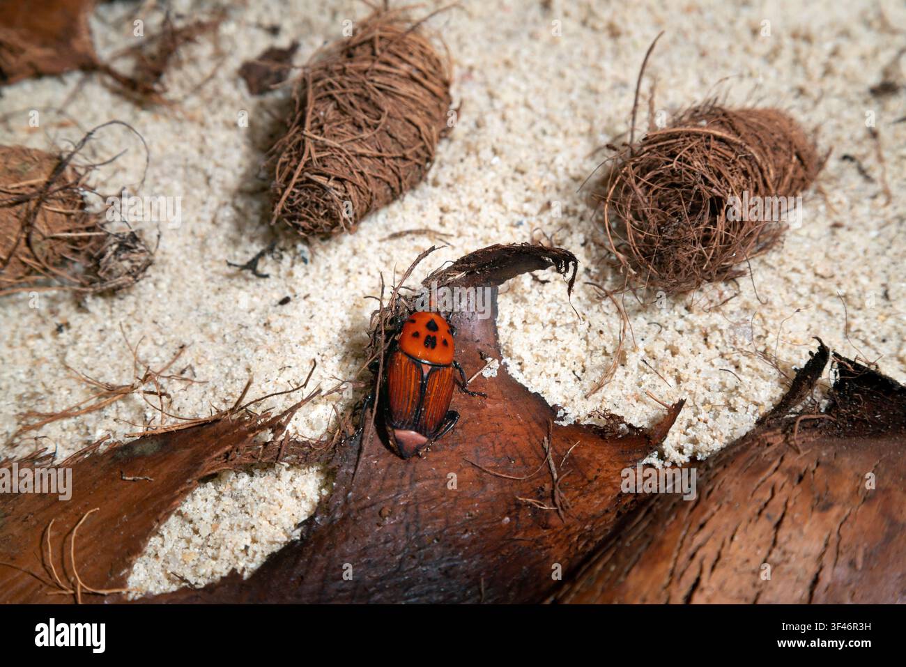 Larva di coleottero rosso della palma adulta che riposa sulla corteccia della palma vicino a coconi fibrosi. Foto Stock