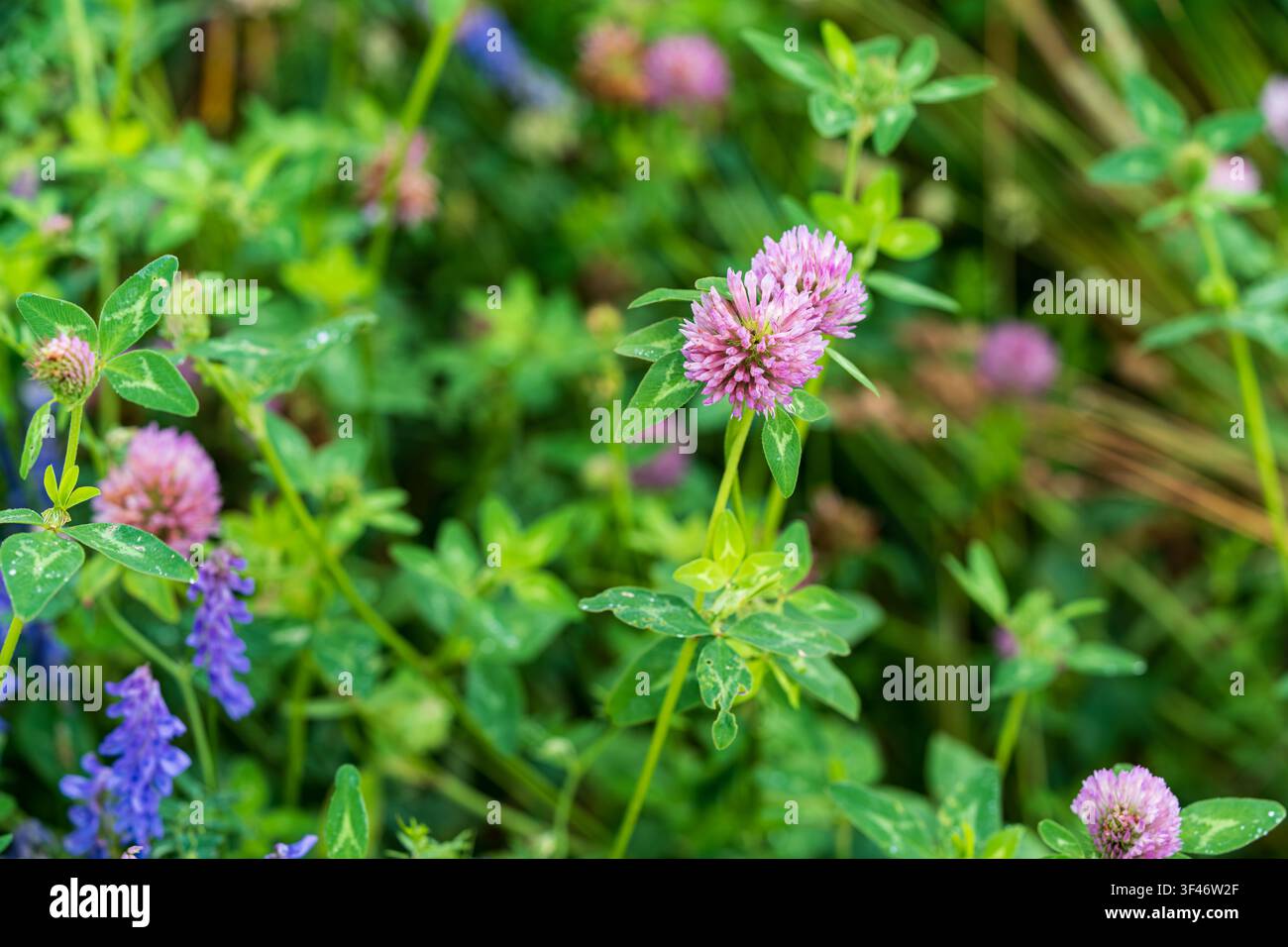 Fiori di prati selvatici, trifoglio rosso a fiori rosa e vicia purpurea della famiglia delle leguminose, che crescono nei prati naturali Foto Stock