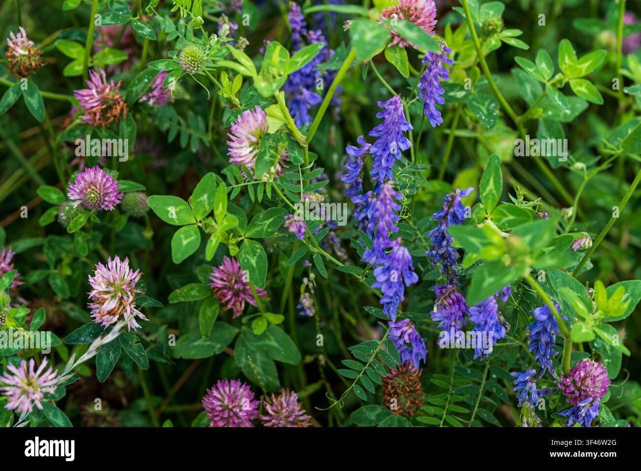 Fiori di prati selvatici, trifoglio rosso a fiori rosa e vicia purpurea della famiglia delle leguminose, che crescono nei prati naturali Foto Stock
