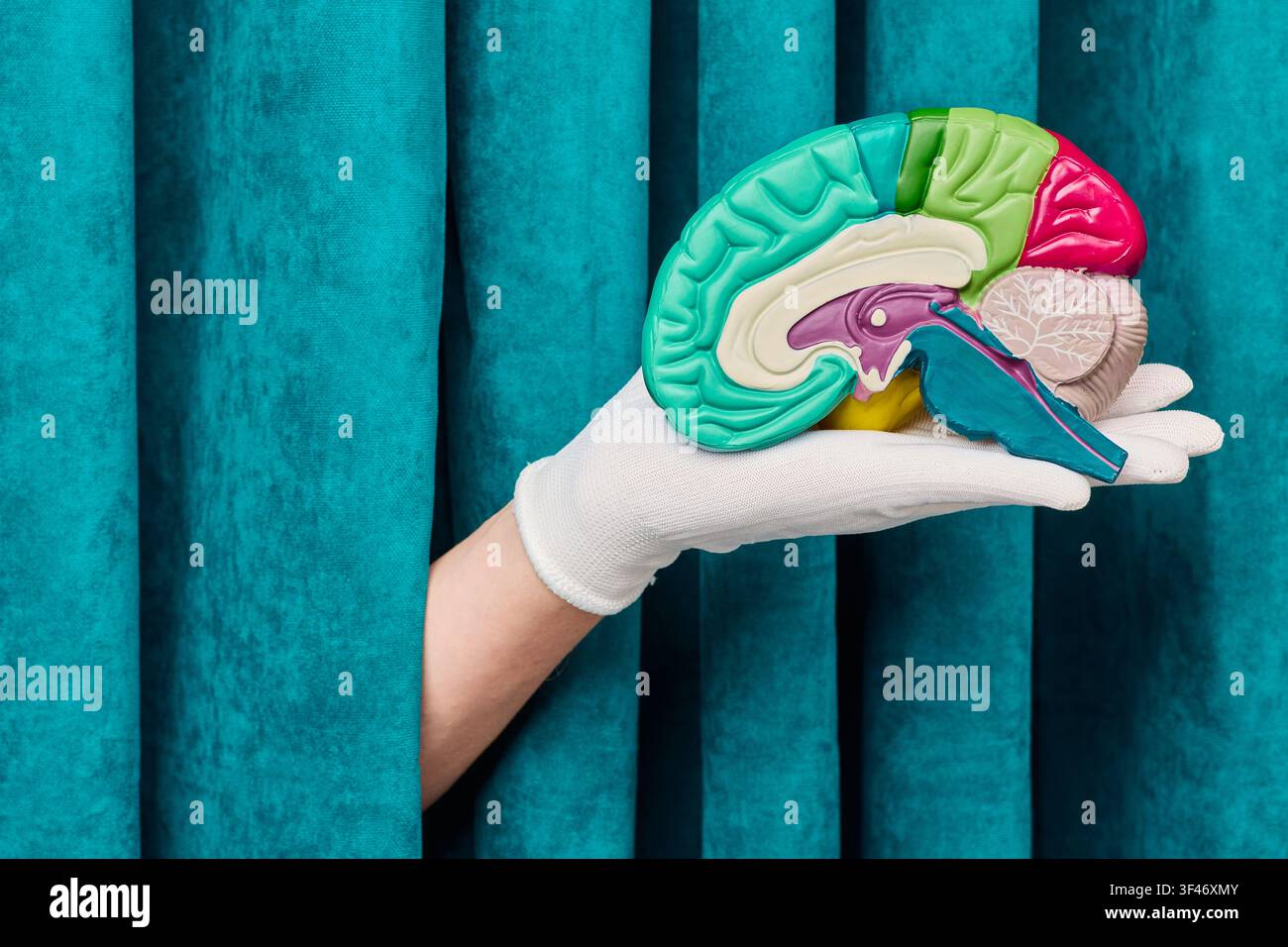 Medico che presenta un modello anatomico della corteccia cerebrale e del tronco encefalico. Diagnostica innovativa in neurologia e conservazione delle funzioni cognitive. Foto Stock