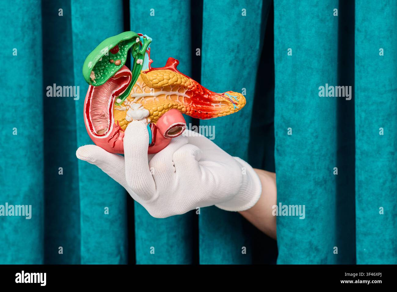 Spiegazione visiva dettagliata delle vie biliari e del duodeno su sfondo di tenda verde. Consulto di endocrinologia preventiva e cura del diabete. Foto Stock