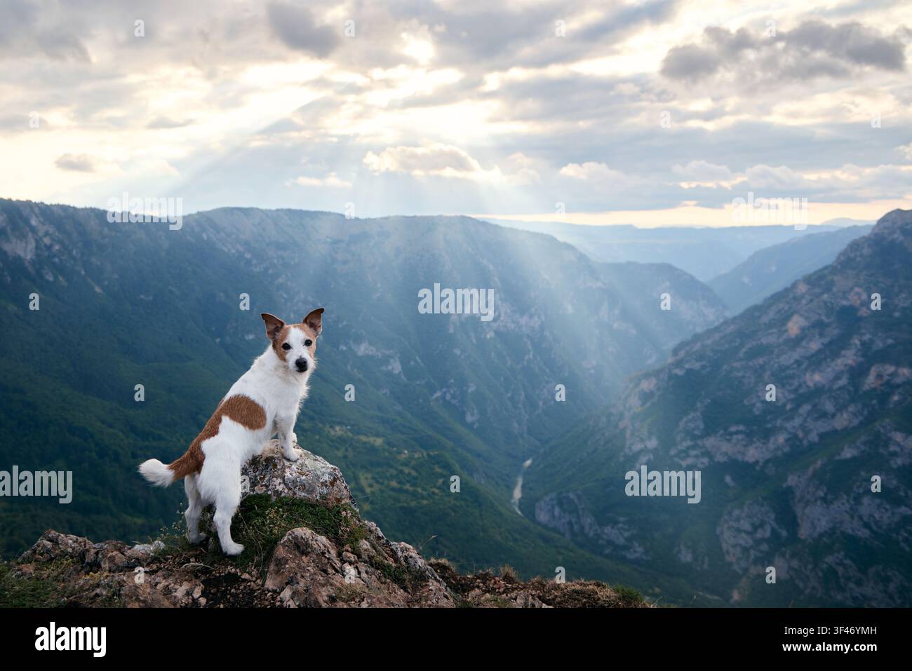 Il cagnolino è posato in piedi con una valle di nuvole e montagne sullo sfondo. Il suo sguardo incontra la fotocamera, circondato da un paesaggio aspro. Foto Stock