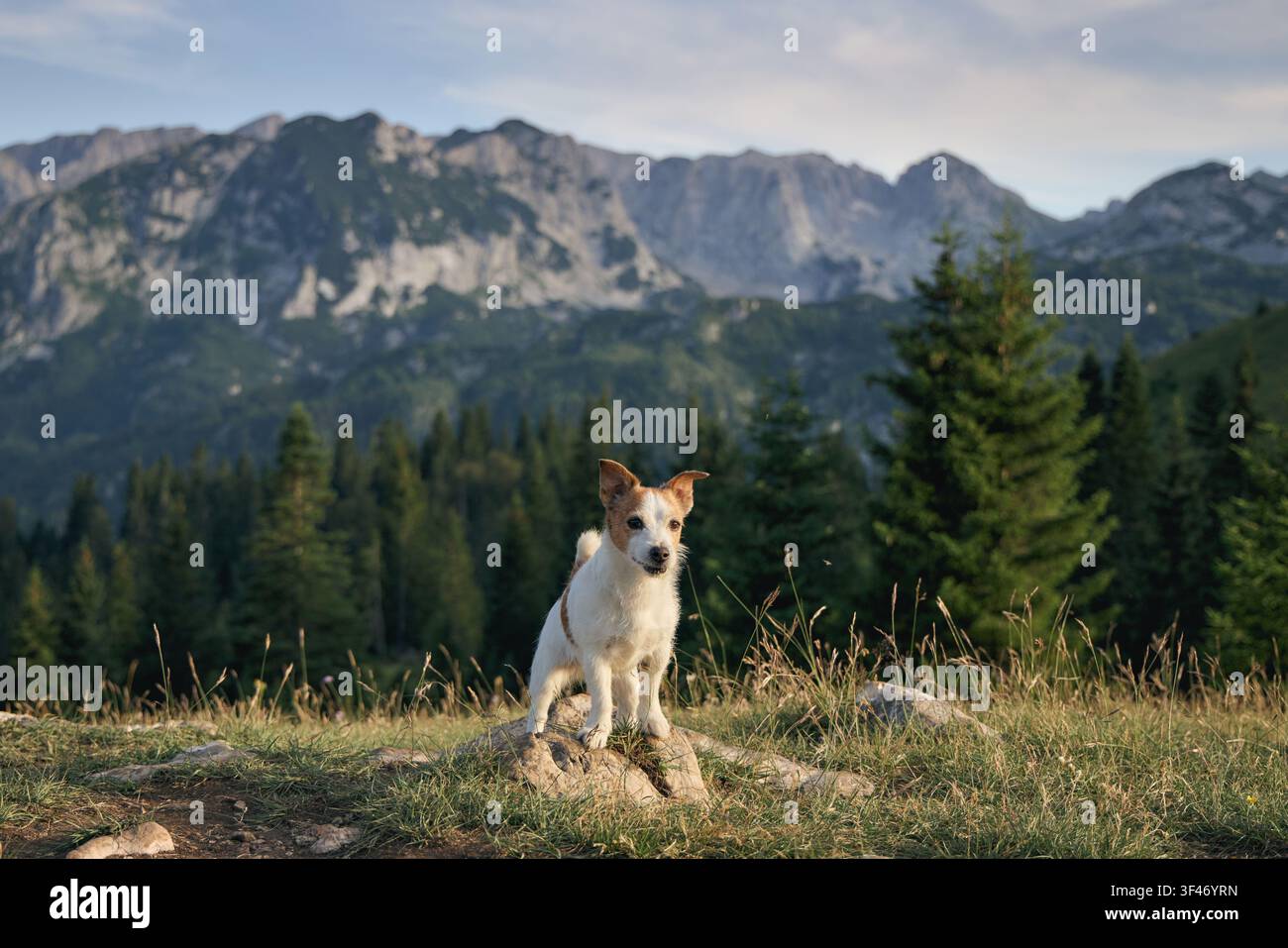 Il terrier è seduto tranquillamente nell'erba alta, circondato da pini e lontane colline rocciose. La luce della sera crea un'atmosfera calma. Foto Stock