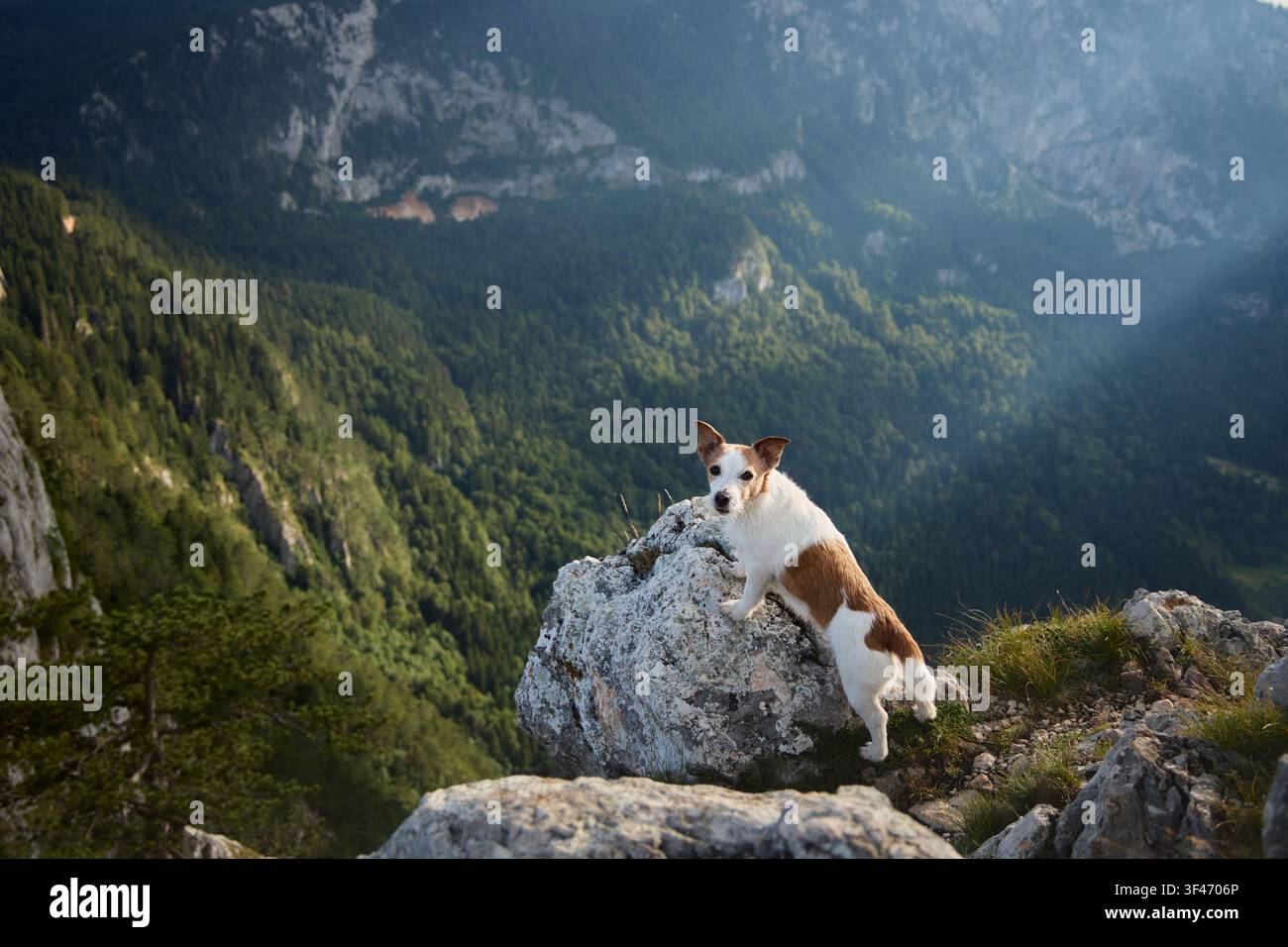 Il cane è in allerta con le zampe su una grande pietra, guardando oltre il bordo. Ampie scogliere e pendici boschive si estendono lontano fino all'orizzonte. Foto Stock