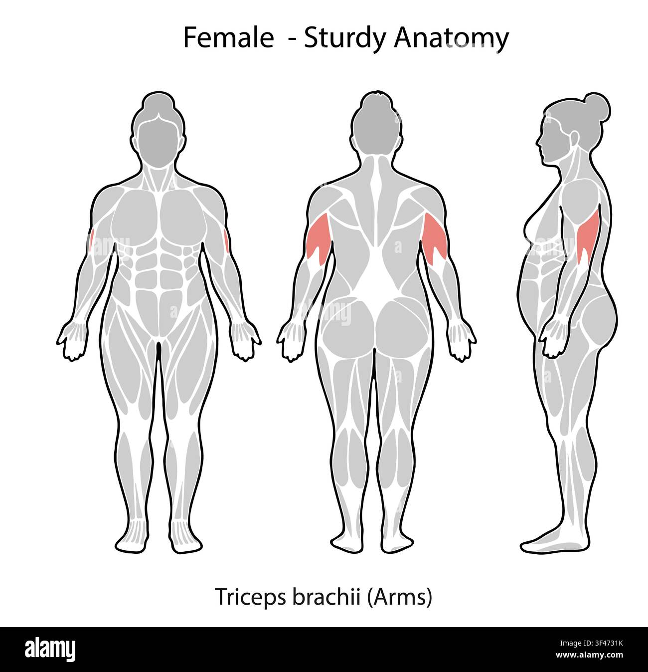 Illustrazione del corpo umano che evidenzia il tricipite brachiale per diagrammi di fitness e medici Foto Stock