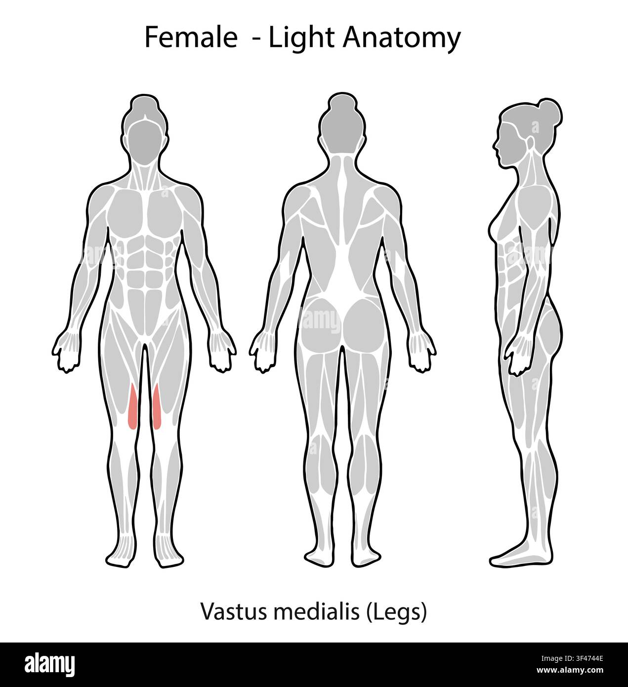 Illustrazione del corpo femminile che mostra il muscolo vasto mediale da vista frontale, posteriore e laterale Foto Stock