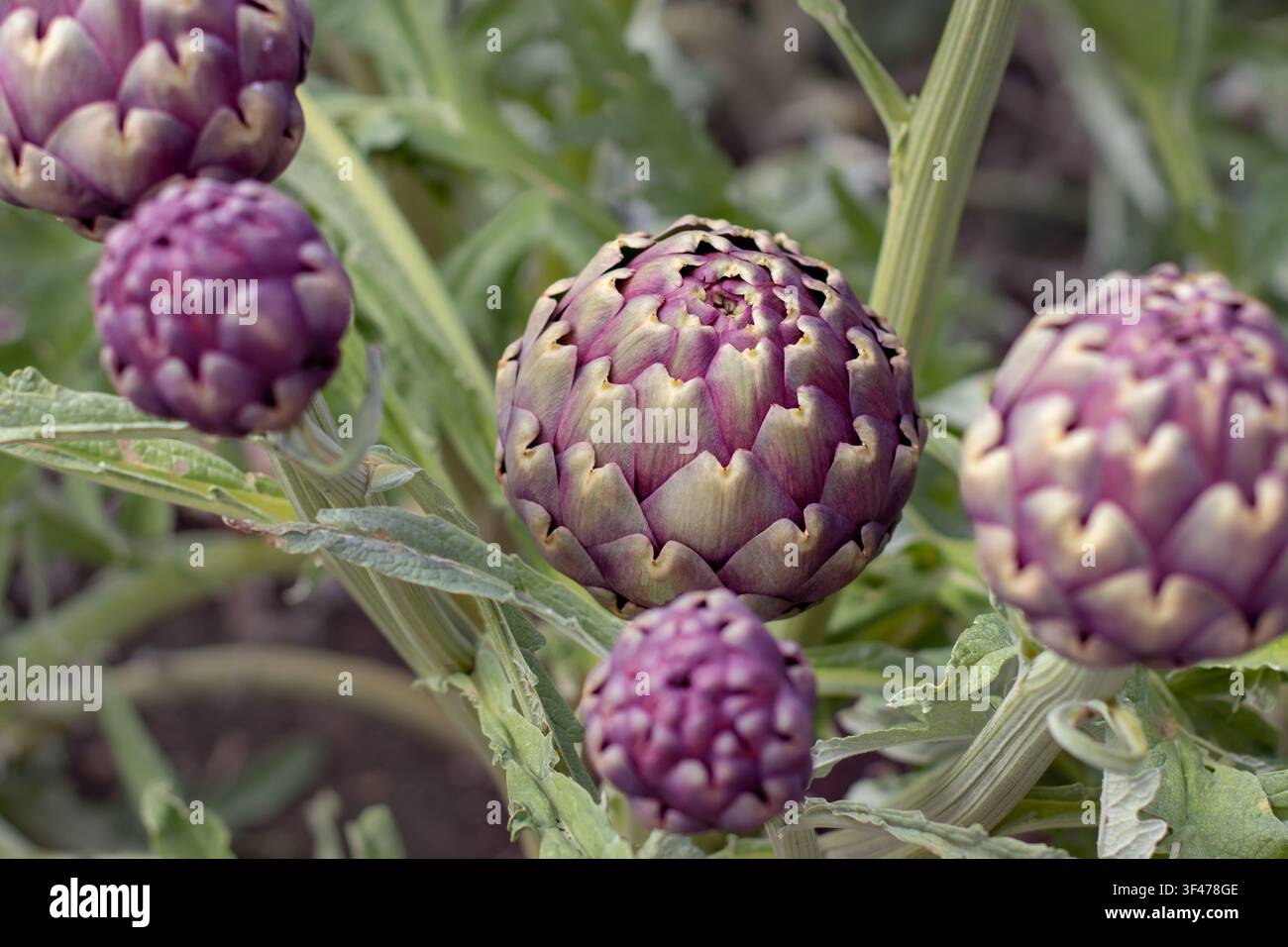 Lussuosi bocci commestibili di Cynara cardunculus var. scolymus, noti anche come artischocco globo, artischocco francese e artischocco verde, che ricoprono la pianta. Id Foto Stock