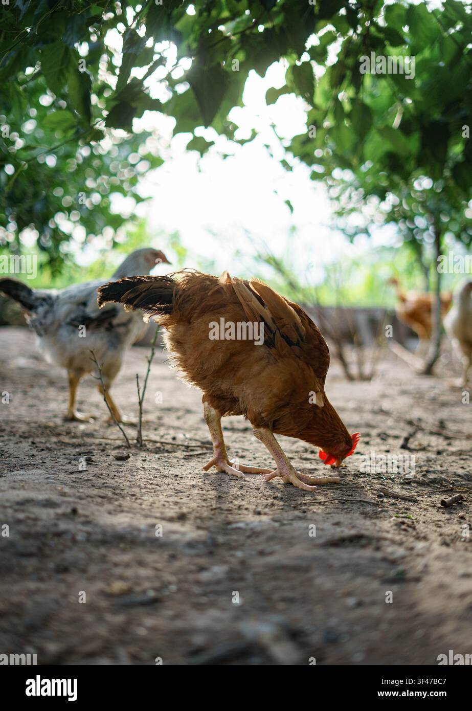 Polli a libero razzolo che cercano cibo in una fattoria di cortile rurale con alberi e ambiente naturale. Foto Stock