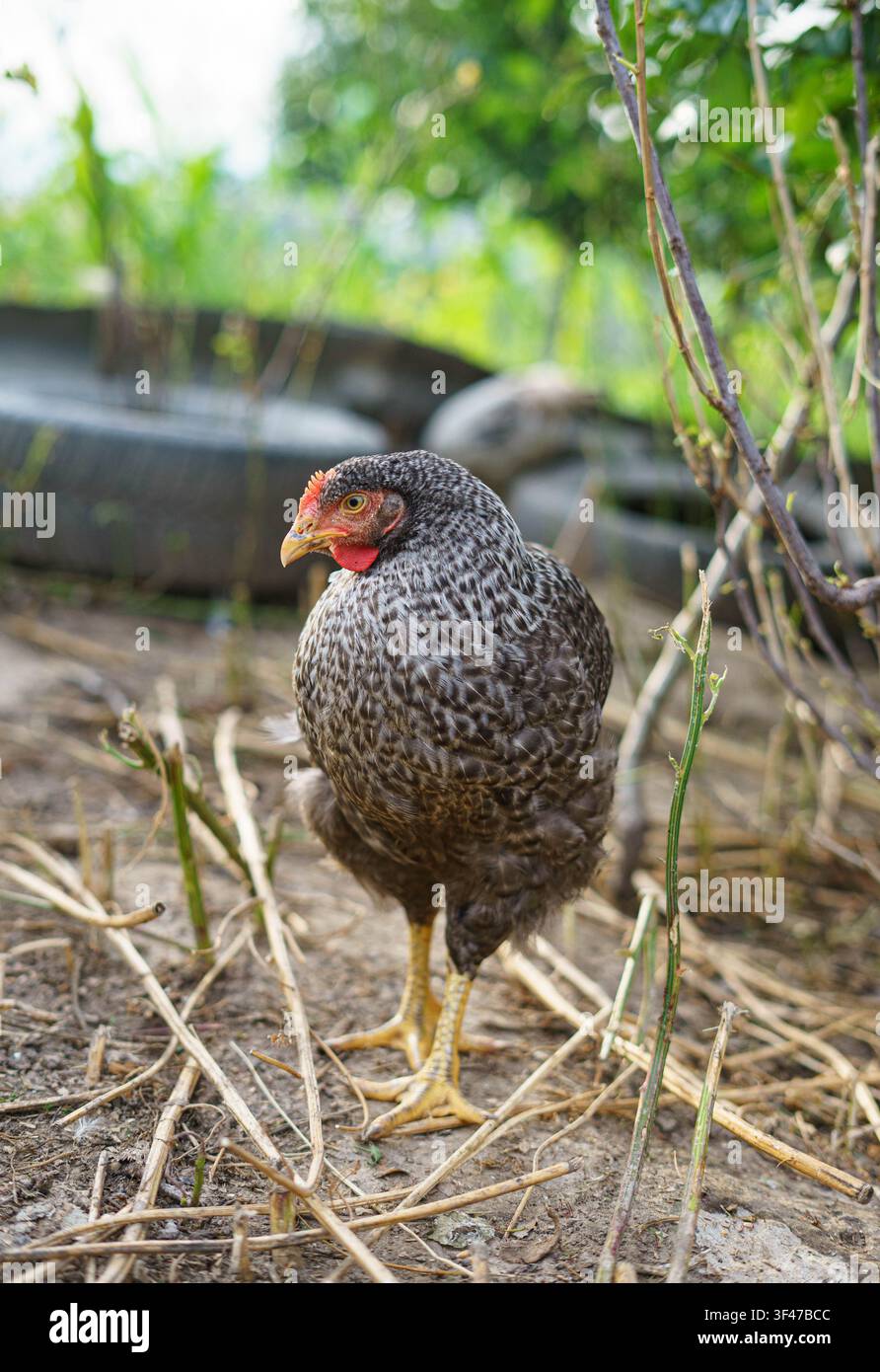 Polli a libero razzolo che cercano cibo in una fattoria di cortile rurale con alberi e ambiente naturale. Foto Stock