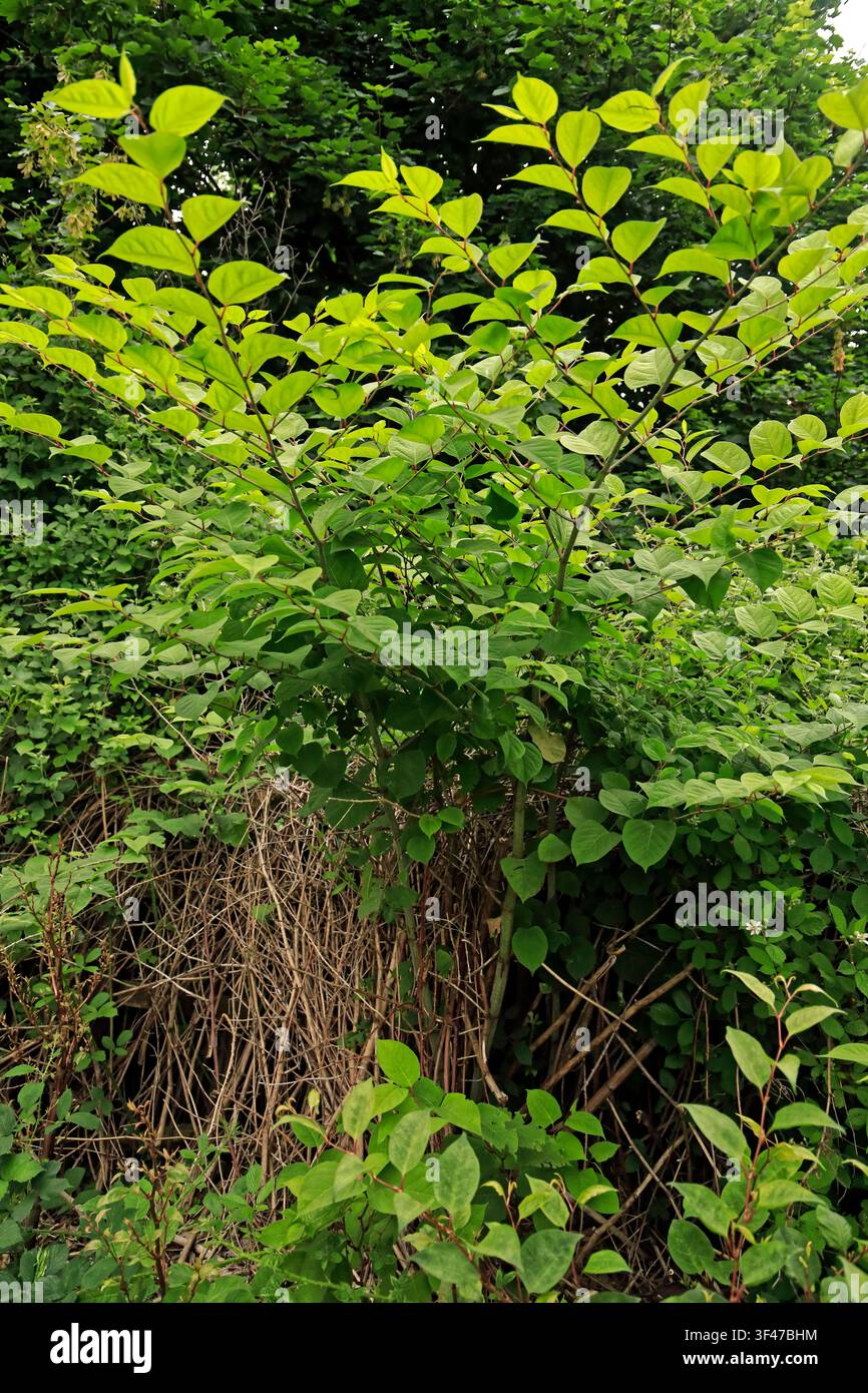 Renou giapponese (Fallopia japonica), Cardiff, Galles del Sud Foto Stock