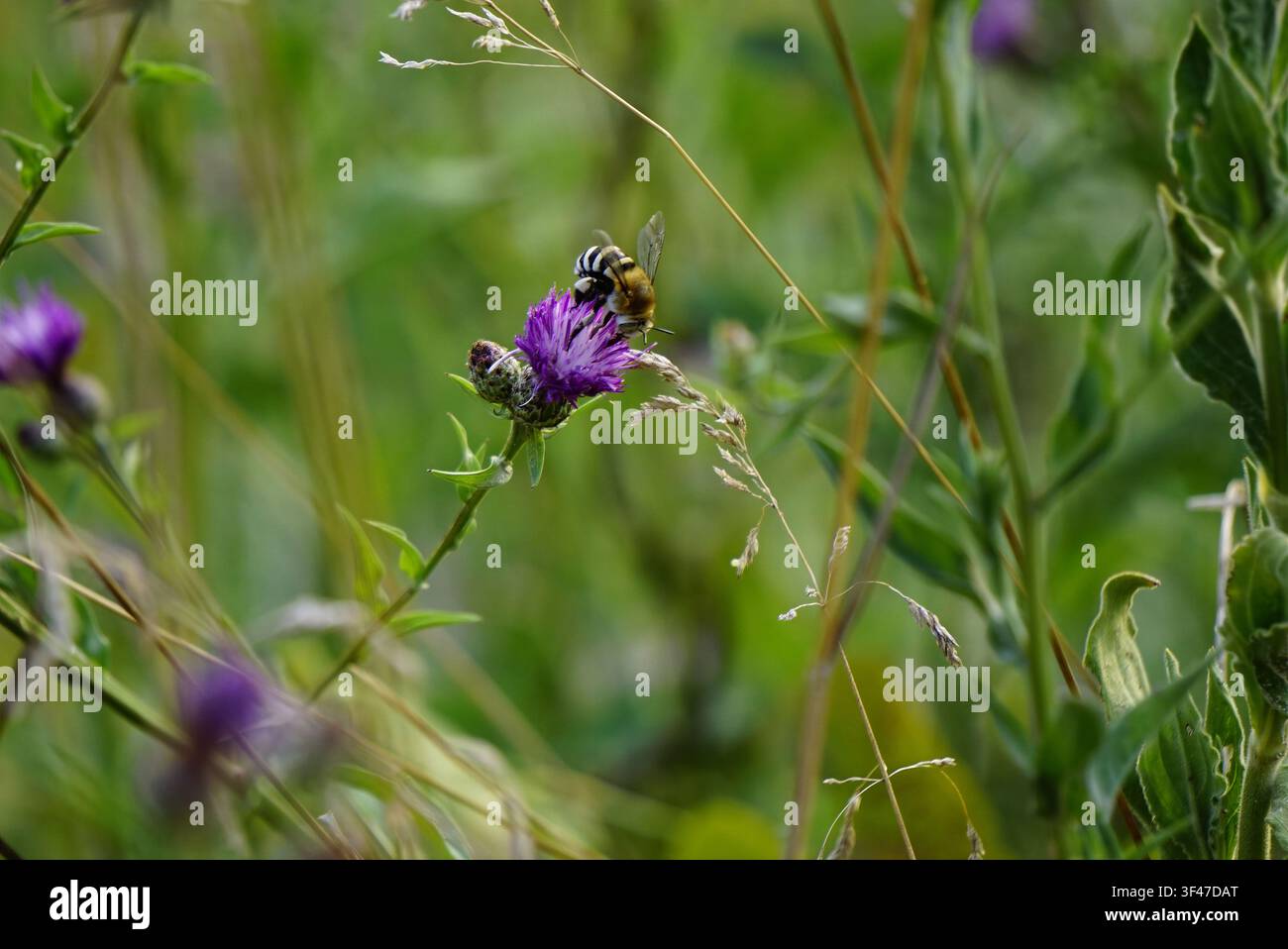 Primo piano di un'ape operaia indaffarata che impollina un fiore selvatico violaceo vibrante in un prato estivo verde, concetto di biodiversità e cura degli ecosistemi Foto Stock