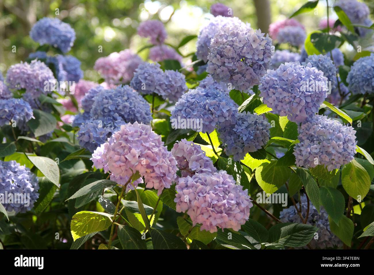 Ortensia macrophylla serie Endless Summer, ‘Bailmer‘, con fiori lilla e blu. .. Foto Stock