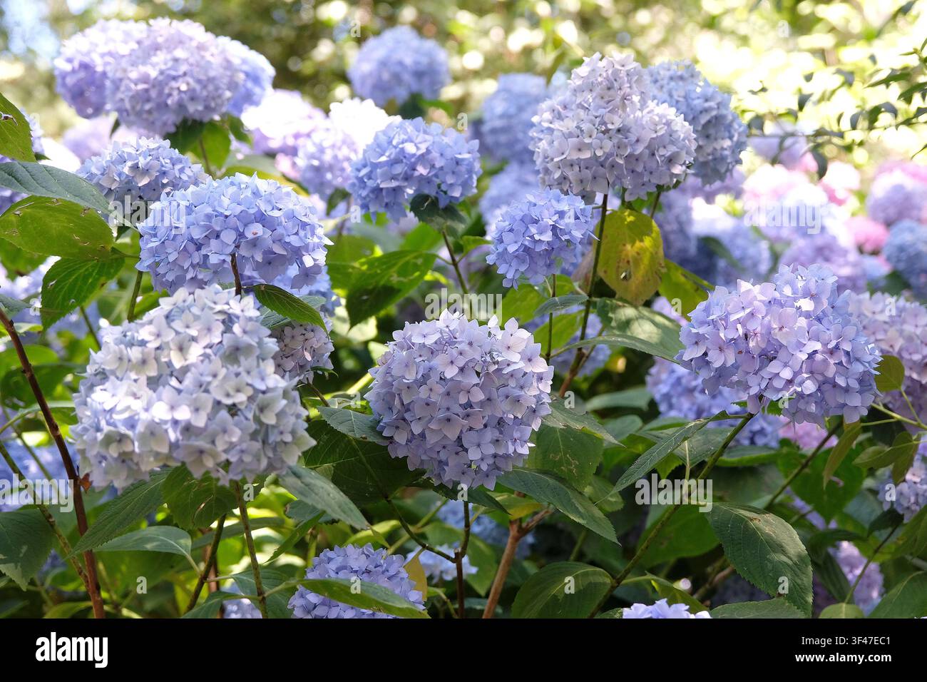 Ortensia macrophylla serie Endless Summer, ‘Bailmer‘, con fiori lilla e blu. .. Foto Stock