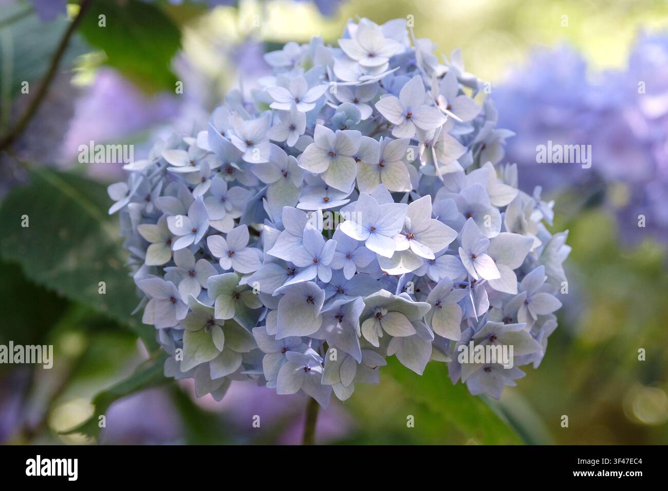 Ortensia macrophylla serie Endless Summer, ‘Bailmer‘, con fiori lilla e blu. .. Foto Stock