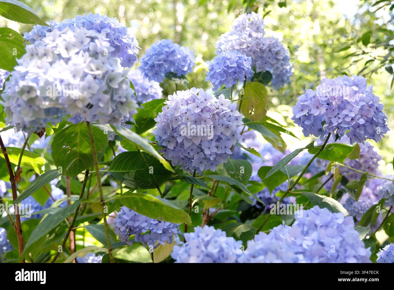 Ortensia macrophylla serie Endless Summer, ‘Bailmer‘, con fiori lilla e blu. .. Foto Stock