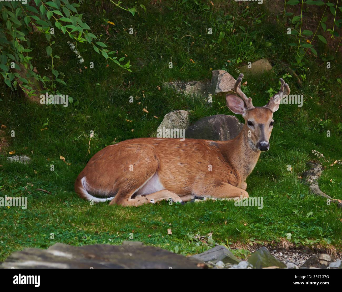 Un primo piano di un cervo dalla coda bianca sdraiato sul terreno della foresta. Foto Stock