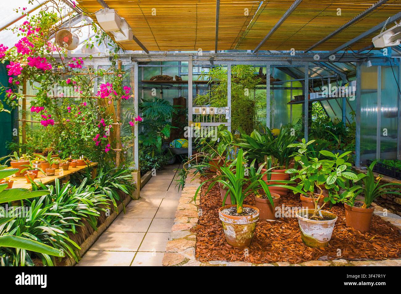 Svizzera Brissago Islands Botanic Park Green House Foto Stock