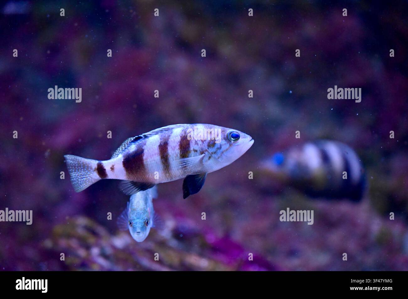 Profilo laterale di un serrano macchiato (Serranus scribba) dipinto con strisce scure distintive e accenti blu, che nuota in un ambiente acquario subacqueo blu profondo. Perfetto per temi di vita marina, zoologia, ecosistema mediterraneo e fotografia naturalistica. Foto Stock