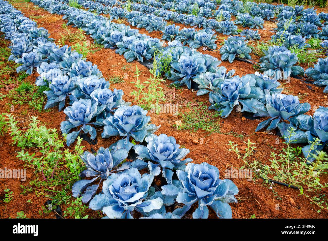 Campo di cavolo blu, Ariany, Maiorca, Isole Baleari, Spagna Foto Stock
