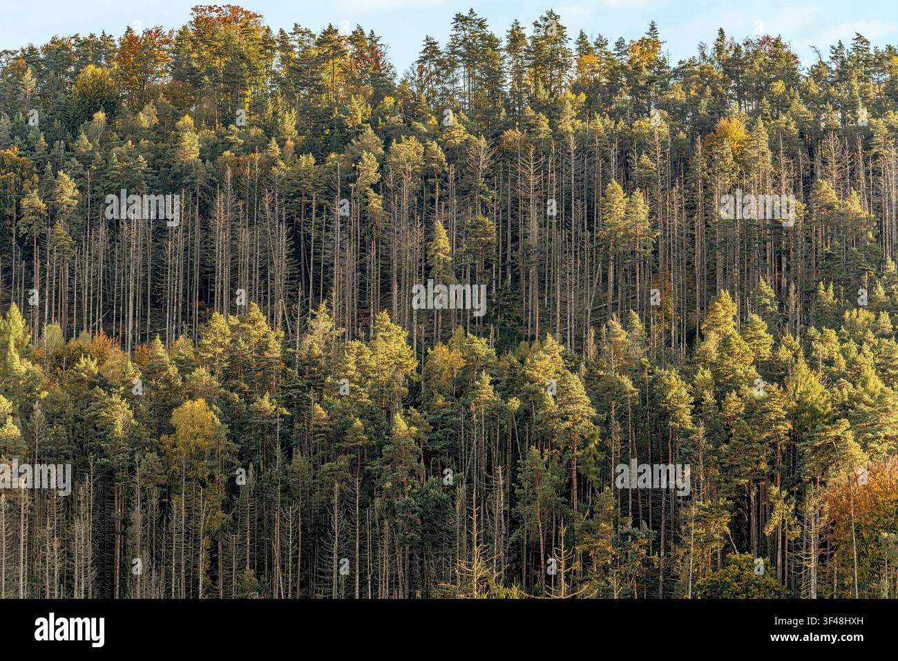Paesaggio autunnale nella Svizzera boema, Repubblica ceca Foto Stock