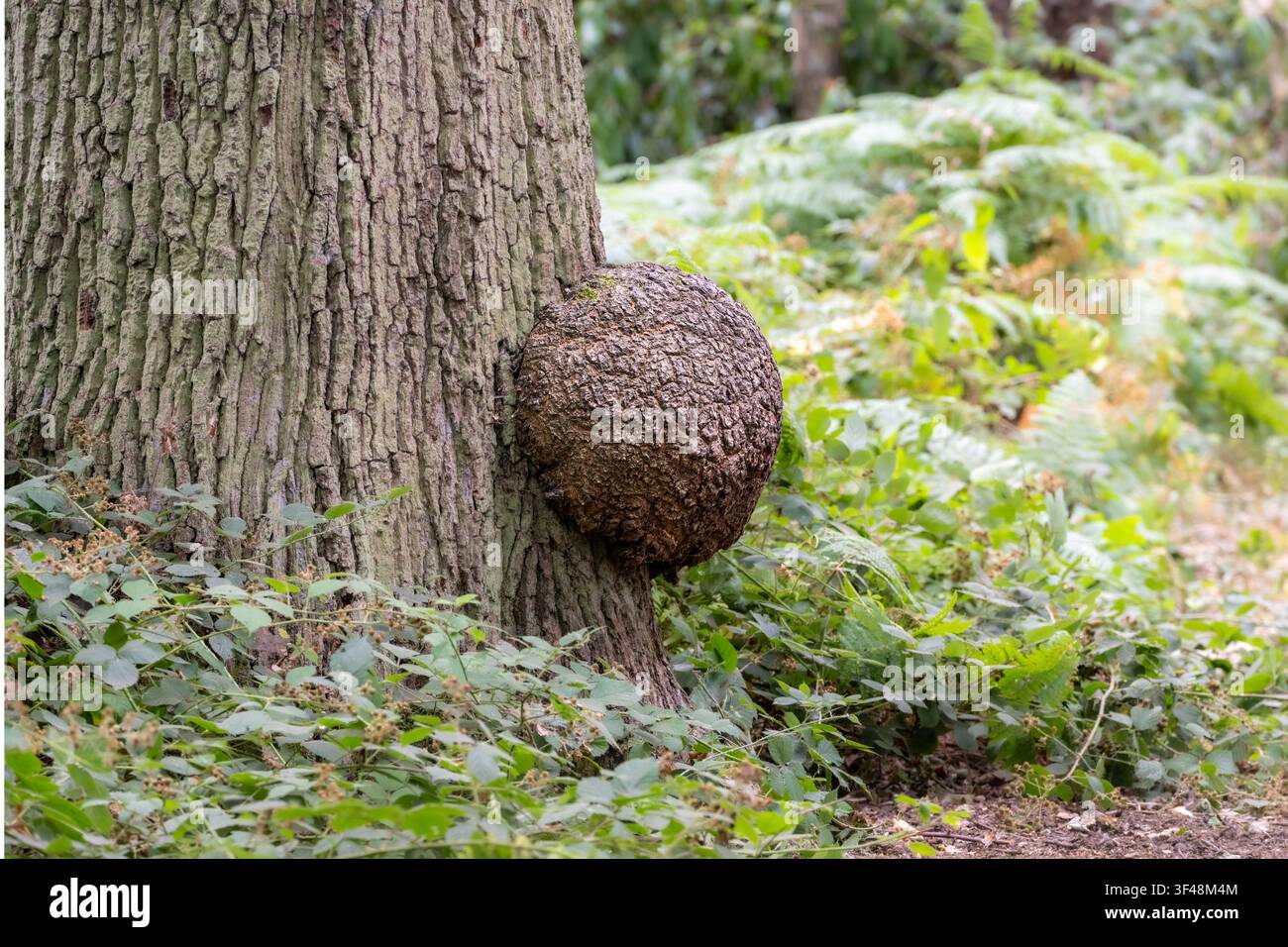 Carbuncle gigante, carbuncle sull'albero o nodo di legno, su un albero a Clumber Park, Nottinghamshire, Regno Unito Foto Stock