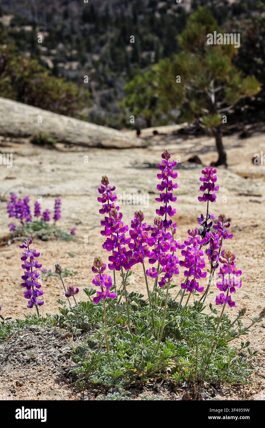 Vivaci fiori selvatici viola in fiore sulla cresta sabbiosa della montagna Foto Stock