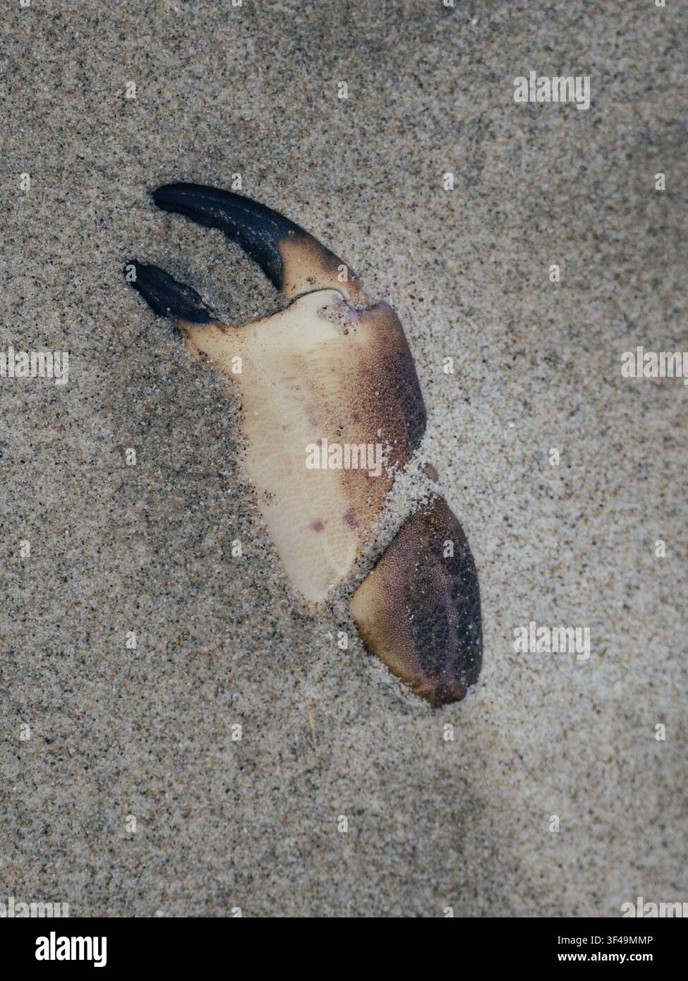 Chela di granchio parzialmente sepolta nella sabbia della spiaggia su una linea costiera. Foto Stock