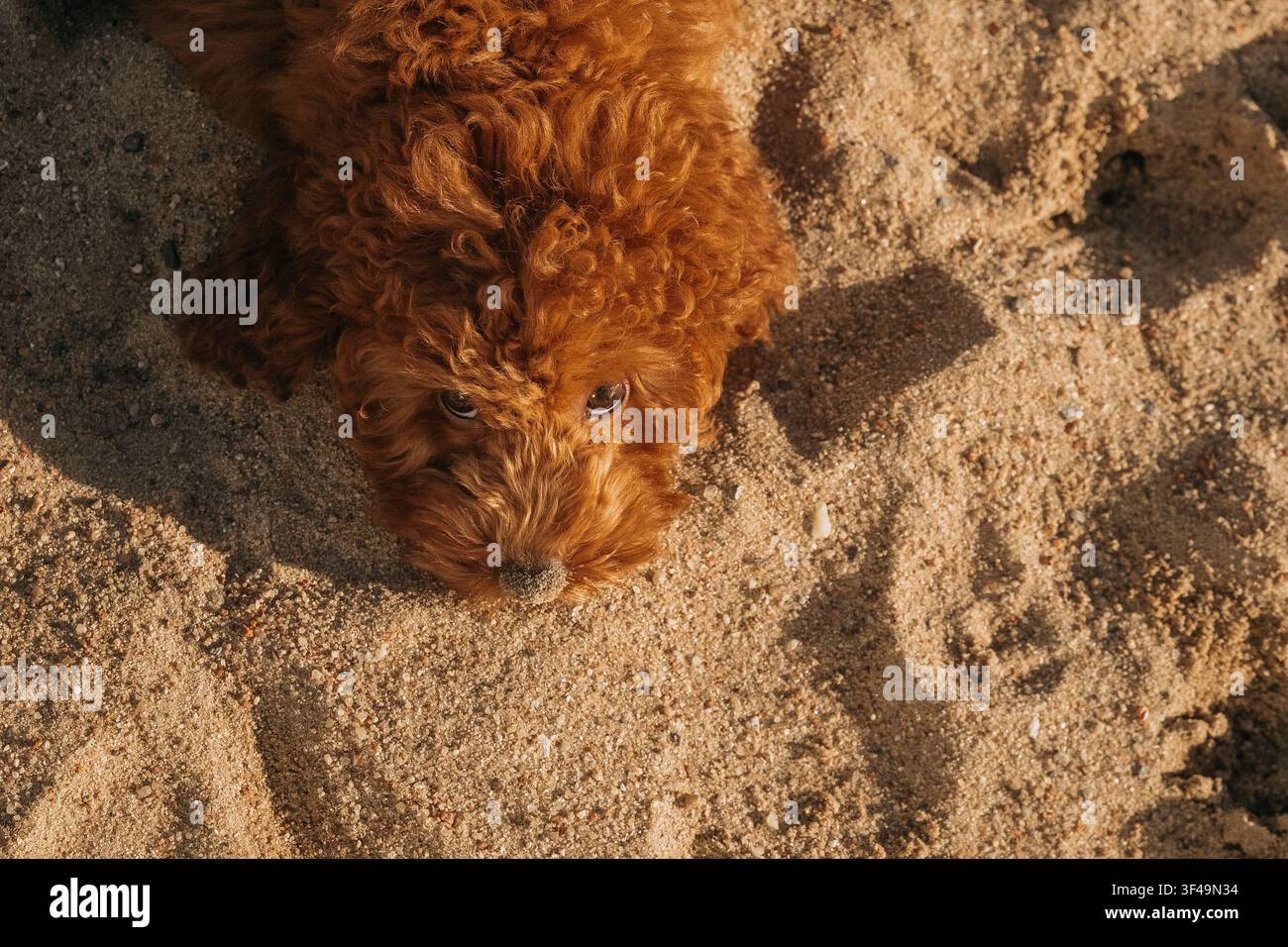 Canino che gioca nella sabbia in spiaggia in un pomeriggio soleggiato Foto Stock