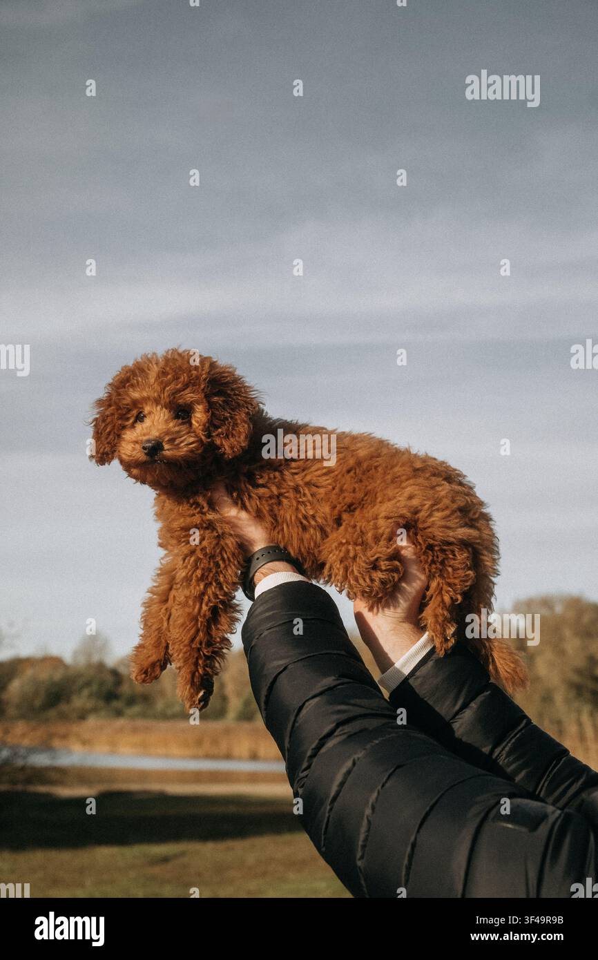 Cane marrone e soffice tenuto in alto in un parco in una giornata serena con un lago nelle vicinanze Foto Stock